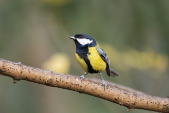 Great tit (Parus major) sitting on a branch in a forest, Bavaria, Germany