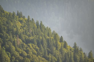 Tree silhouettes against the light in the Vosges Mountains, wildlife, France