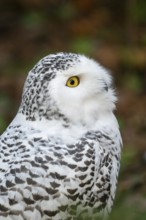 Snowy owl (Bubo scandiacus), portrait, Bavaria, Germany