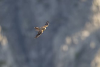Common kestrel (Falco tinnunculus) flying in the Vosges Mountains, wildlife, France