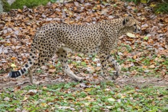 Cheetah (Acinonyx jubatus) walking on the ground in autumn, captive, Germany
