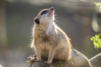 Meerkat (Suricata suricatta) sitting on a tree trunk, captive, Germany