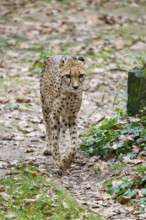 Cheetah (Acinonyx jubatus) walking on the ground in autumn, captive, Germany