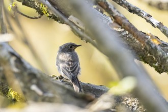 Black redstart (Phoenicurus ochruros) youngster sitting in the branches of a bush in the Vosges