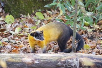 Yellow-throated marten (Martes flavigula) on an old wood, Germany