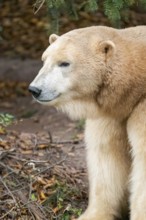 Polar bear (Ursus maritimus), close-up, captive, Germany