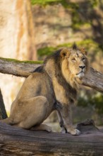Asiatic lion (Panthera leo persica), male sitting on a old tree trunk, captive, habitat in India