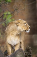 Asiatic lion (Panthera leo persica), female standing on a tree trunk, captive, habitat in India