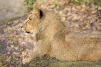 Asiatic lion (Panthera leo persica), lying on the ground, captive, habitat in India
