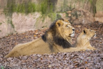 Asiatic lion (Panthera leo persica), father and young animal lying on the ground, captive, habitat