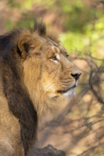 Asiatic lion (Panthera leo persica), male, portrait, captive, habitat in India