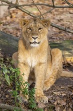 Asiatic lion (Panthera leo persica) in a forest on a sunny day, captive, habitat in India