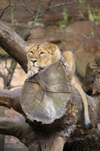 Asiatic lion (Panthera leo persica), female lying on a tree trunk, captive, habitat in India