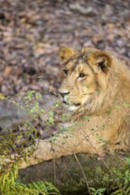 Asiatic lion (Panthera leo persica), lying on the ground, captive, habitat in India