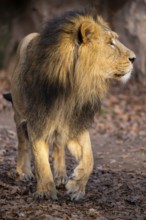 Asiatic lion (Panthera leo persica), male walking on the ground, captive, habitat in India