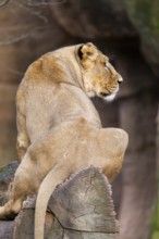 Asiatic lion (Panthera leo persica), female sitting on a tree trunk, captive, habitat in India