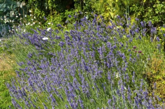 Butterfly friendly garden plants including lavender, Lavandula angustifolia, Shottisham, Suffolk,