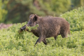 A wild boar (Sus scrofa) runs across a field of wild chamomile (Matricaria chamomilla) with a