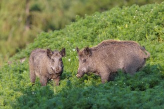 Two wild boar (Sus scrofa) stand in a field of wild chamomile (Matricaria chamomilla). Bavaria,