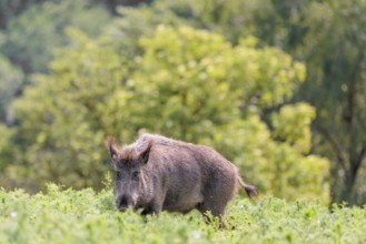 A wild boar (Sus scrofa) stands in a field of wild chamomile (Matricaria chamomilla). Bavaria,