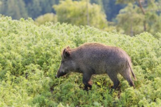 A wild boar (Sus scrofa) runs across a field of wild chamomile (Matricaria chamomilla). Bavaria,
