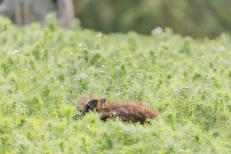 A wild boar piglet (Sus scrofa) stands in a field of wild chamomile (Matricaria chamomilla).