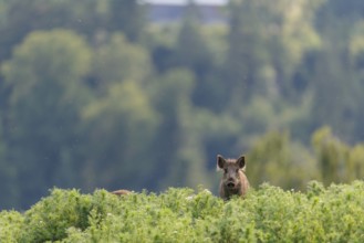 A young wild boar (Sus scrofa) stands in a field of wild chamomile (Matricaria chamomilla).