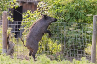 A wild boar (Sus scrofa) stands upright in a field of wild chamomile (Matricaria chamomilla) by a