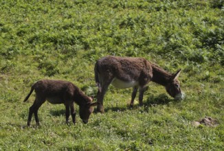 Donkey, domestic donkey (Equus asinus asinus) with foal, on pasture, Étretat, Normandy,