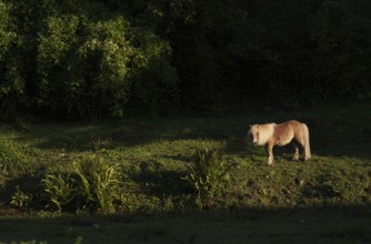 Pony on pasture in a garden, Étretat, Normandy, Seine-Maritime, France