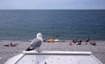 Herring Gull (Larus argentatus) on the beach of Étretat, Normandy, Seine-Maritime, France