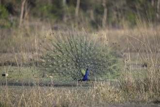 Indian peacock (Pavo scalloped ribbonfish), Corbett National Park, near Ramnagar, Uttarakhand