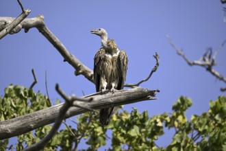 Snow Vulture or Himalayan Vulture (Gyps himalayensis), Corbett National Park, near Ramnagar,