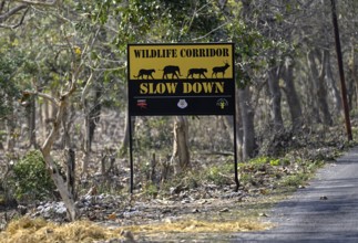 Shield Wildlife Corridor, Corbett National Park, near Ramnagar, Uttarakhand State, India