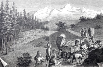 Alpine farmers on their way to the mountain pasture with cow team and tools, Alps, Tyrol, around