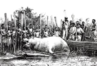 The native tribe has killed a hippopotamus, Hippopotamus amphibius, around 1880, Congo, Africa,