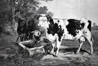 Agriculture, A water trough for cows in the pasture, two cows drinking, 1880, France, Historical,