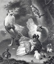 A chicken family, chicken yard, rooster and hen with chicks, steel engraving after a painting by