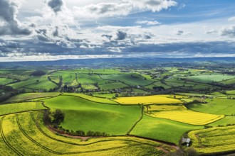 Rapeseed Fields and Farms over Torquay from a drone, Devon, England, United Kingdom