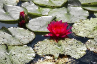 Red water lilies (Nymphaea) on green leaves in a pond, graphically processed, Germany
