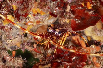 A European spiny crayfish (Palinurus elephas) hides between red and orange algae in the