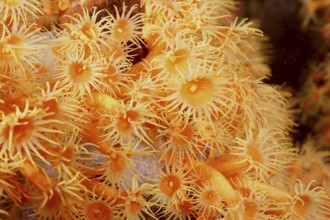 Close-up of Yellow cluster anemone (Parazoanthus axinellae) in the Mediterranean Sea near Hyères,