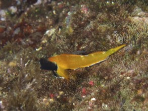Black-faced blenny (Tripterygion delaisi), among algae on the seabed in the Mediterranean Sea near