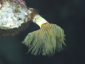 Tubular marine creature with fan-like structure, Protula tubularia (Protula tubularia), in dark
