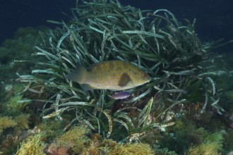 Large Ballan wrasse (Labrus bergylta) in the seagrass area of the sea surrounded by smaller