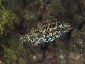 Fish with camouflaged scale pattern, Five-spotted wrasse (Symphodus roissali), swimming above the