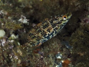 Small fish with camouflaged appearance and complex pattern, Five-spotted wrasse (Symphodus