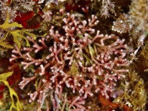 Close-up of fine coral moss (Jania rubens) with clear structural details in the Mediterranean Sea