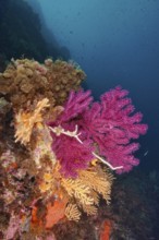 Violescent sea-whip (Paramuricea clavata) and yellow gorgonian (Eunicella cavolinii) in bright