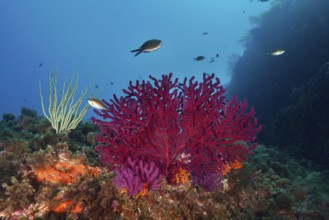 Vivid red Violescent sea-whip (Paramuricea clavata) and small fish under water in the Mediterranean